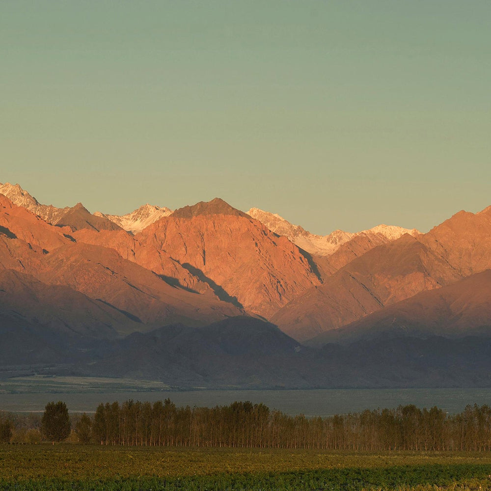 Argentina - Altamira, Uco Valley